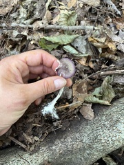 Entoloma violaceum
