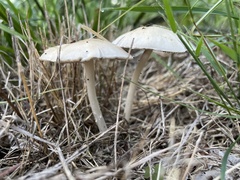 Candolleomyces candolleanus