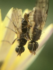 Tephritinae