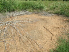 Pogonomyrmex barbatus