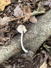 Entoloma violaceum