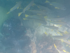 Plectorhinchus chrysotaenia
