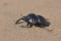 Scarabaeinae