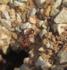 Pogonomyrmex barbatus