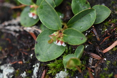 Gaultheria humifusa