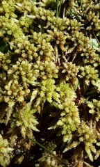 Sphagnum cristatum