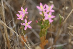 Centaurium