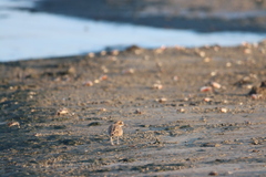 Charadrius wilsonia