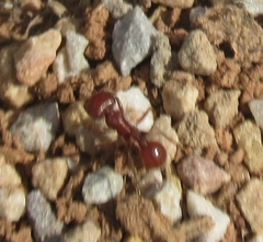 Pogonomyrmex barbatus