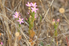 Centaurium