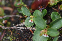 Gaultheria humifusa