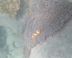 Amphiprion percula