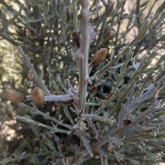 Cyclolepis genistoides