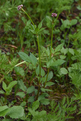 Valeriana sitchensis