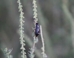 Harpalina