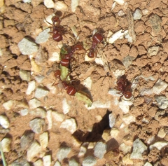 Pogonomyrmex barbatus