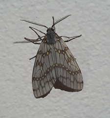 Machadoia xanthosticta