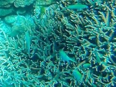 Chromis atripectoralis