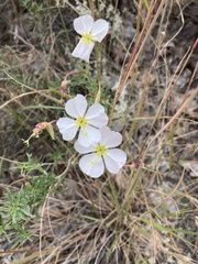 Oenothera pallida