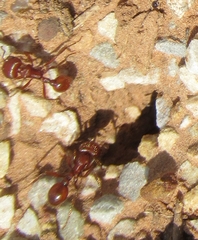 Pogonomyrmex barbatus