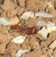 Pogonomyrmex barbatus