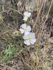 Oenothera pallida
