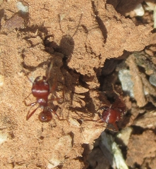 Pogonomyrmex barbatus