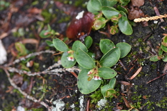 Gaultheria humifusa
