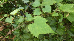 Vitis vinifera