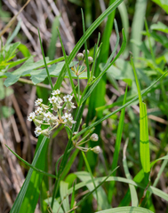 Asclepias linearis
