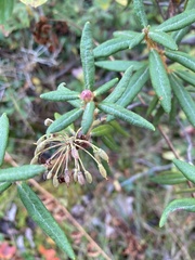 Rhododendron