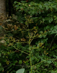 Thalictrum pubescens