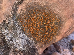Candelariella rosulans