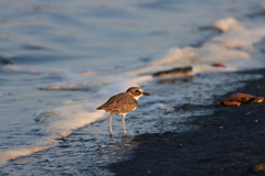 Charadrius wilsonia