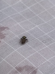 Euophryini