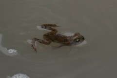 Rhinella limensis