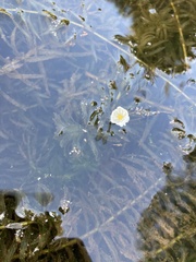 Egeria densa