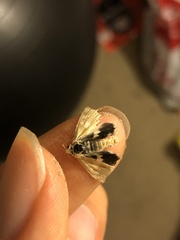 Heliothodes diminutiva