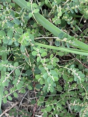 Euphorbia prostrata
