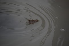 Rhinella limensis