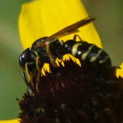 Philanthus bilunatus