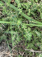 Euphorbia prostrata
