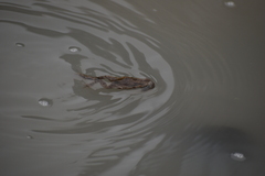 Rhinella limensis