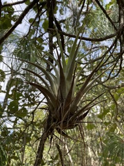 Tillandsia utriculata