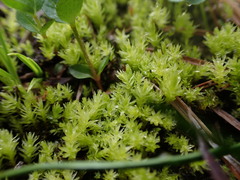 Aulacomnium palustre