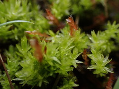 Aulacomnium palustre