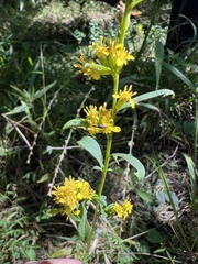 Solidago curtisii