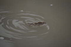 Rhinella limensis