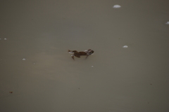 Rhinella limensis