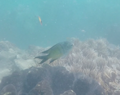 Abudefduf whitleyi